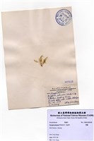 藏品(羽藻)的圖片